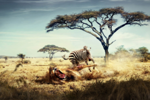 Wild Lion Zebra Chase6101314602 300x200 - Wild Lion Zebra Chase - Zebra, Wild, Lion, Goes, Chase